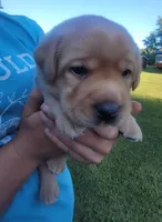 Laredo, English Labrador , a male Labrador Retriever for sale in Geneva, NY – 8 of 10