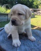 Legend,  English Labrador , a male Labrador Retriever for sale in Geneva, NY – 7 of 10