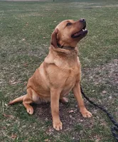 Leo, English Labrador , a male Labrador Retriever for sale in Geneva, NY – 9 of 10