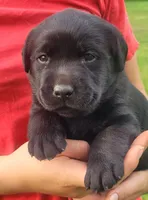 Morgan, a female Labrador Retriever for sale in Geneva, NY – 2 of 10