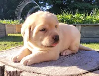 Lexi, English Labrador , a female Labrador Retriever for sale in Geneva, NY – 5 of 10