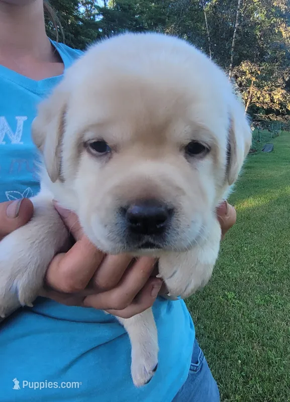 Leo, English Labrador  – Labrador Retriever puppy for sale in Geneva, NY