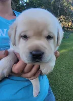 Leo, English Labrador , a male Labrador Retriever for sale in Geneva, NY – 3 of 10
