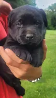 Morgan, a female Labrador Retriever for sale in Geneva, NY – 9 of 10
