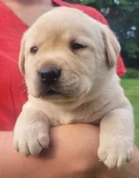 Montana , a female Labrador Retriever for sale in Geneva, NY – 5 of 9