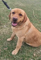 Lasso , English Labrador, a male Labrador Retriever for sale in Geneva, NY – 10 of 10