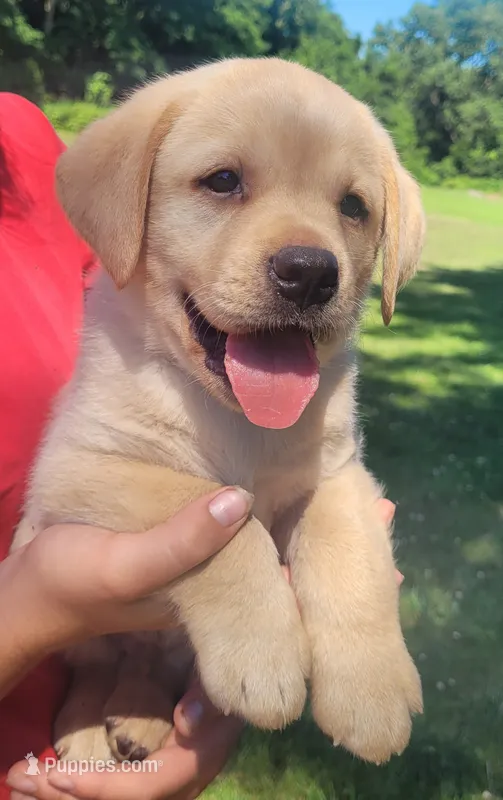 Legend,  English Labrador  – Labrador Retriever puppy for sale in Geneva, NY