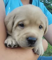 Lasso , English Labrador, a male Labrador Retriever for sale in Geneva, NY – 2 of 10