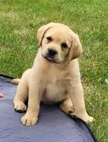 Lexi, English Labrador , a female Labrador Retriever for sale in Geneva, NY – 4 of 10
