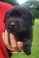 Marshall , a male Labrador Retriever for sale in Geneva, NY – 8 of 10