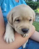 Lasso , English Labrador, a male Labrador Retriever for sale in Geneva, NY – 8 of 10