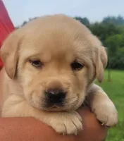 Meadow , a female Labrador Retriever for sale in Geneva, NY – 5 of 9