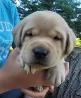 Lasso , English Labrador, a male Labrador Retriever for sale in Geneva, NY – 5 of 10