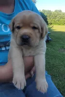 Laredo, English Labrador , a male Labrador Retriever for sale in Geneva, NY – 5 of 10