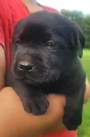 Marshall , a male Labrador Retriever for sale in Geneva, NY – 3 of 10