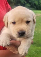 Montana , a female Labrador Retriever for sale in Geneva, NY – 7 of 9