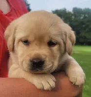 Meadow , a female Labrador Retriever for sale in Geneva, NY – 2 of 9