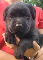 Maverick , a male Labrador Retriever for sale in Geneva, NY – 6 of 10