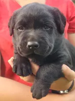 Maverick , a male Labrador Retriever for sale in Geneva, NY – 3 of 10
