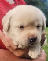 MacGyver , a male Labrador Retriever for sale in Geneva, NY – 8 of 10