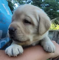 Legend,  English Labrador , a male Labrador Retriever for sale in Geneva, NY – 5 of 10