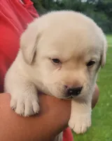 MacGyver , a male Labrador Retriever for sale in Geneva, NY – 3 of 10