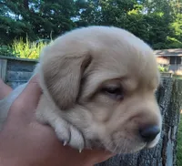 Lasso , English Labrador, a male Labrador Retriever for sale in Geneva, NY – 6 of 10