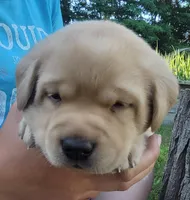 Lasso , English Labrador, a male Labrador Retriever for sale in Geneva, NY – 4 of 10