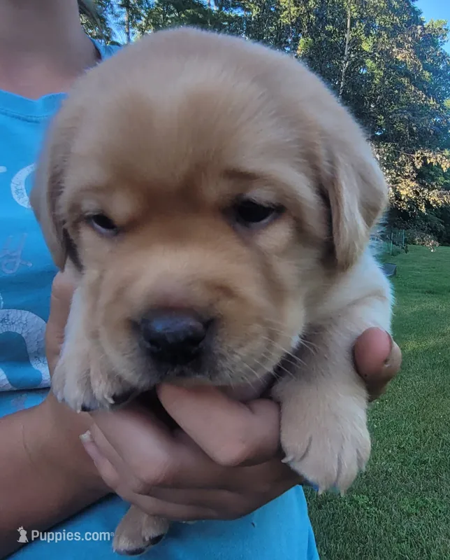 Laredo, English Labrador  – Labrador Retriever puppy for sale in Geneva, NY
