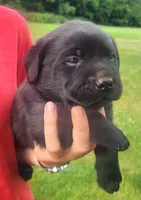 Marshall , a male Labrador Retriever for sale in Geneva, NY – 6 of 10