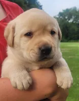Montana , a female Labrador Retriever for sale in Geneva, NY – 2 of 9