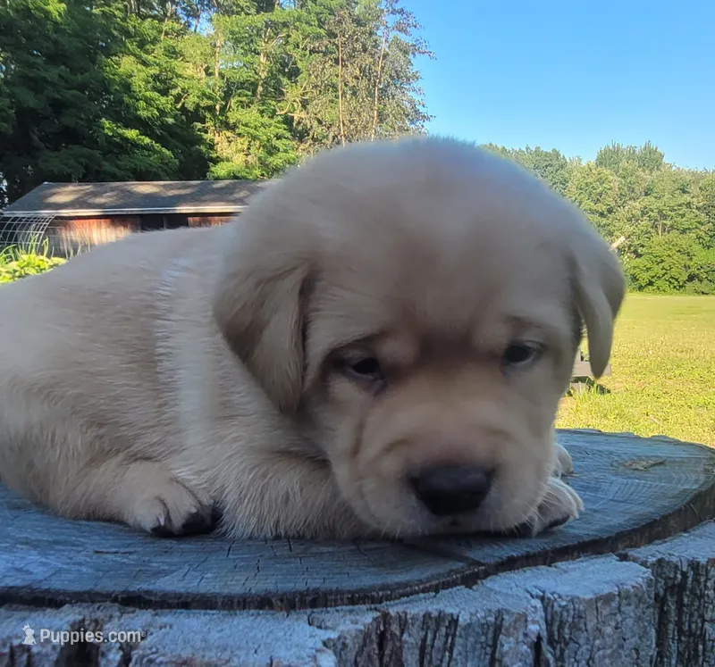Lasso , English Labrador – Labrador Retriever puppy for sale in Geneva, NY