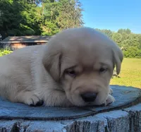 Lasso , English Labrador, a male Labrador Retriever for sale in Geneva, NY – 1 of 10