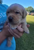 Laredo, English Labrador , a male Labrador Retriever for sale in Geneva, NY – 6 of 10