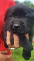 Marshall , a male Labrador Retriever for sale in Geneva, NY – 2 of 10