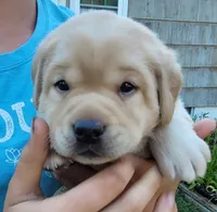 Lexi, English Labrador , a female Labrador Retriever for sale in Geneva, NY – 3 of 10