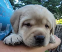 Legend,  English Labrador , a male Labrador Retriever for sale in Geneva, NY – 4 of 10