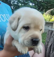 Leo, English Labrador , a male Labrador Retriever for sale in Geneva, NY – 4 of 10