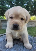Legend,  English Labrador , a male Labrador Retriever for sale in Geneva, NY – 6 of 10