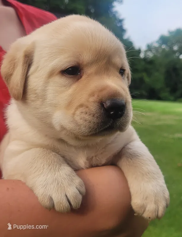 Montana  – Labrador Retriever puppy for sale in Geneva, NY