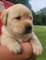 Montana , a female Labrador Retriever for sale in Geneva, NY – 1 of 9