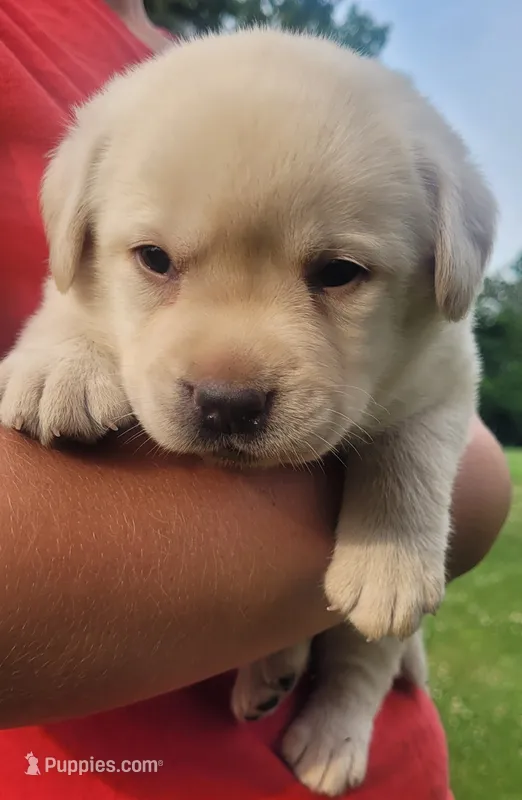 MacGyver  – Labrador Retriever puppy for sale in Geneva, NY