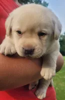 MacGyver , a male Labrador Retriever for sale in Geneva, NY – 1 of 10