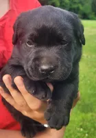 Maverick , a male Labrador Retriever for sale in Geneva, NY – 5 of 10