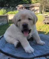Legend,  English Labrador , a male Labrador Retriever for sale in Geneva, NY – 3 of 10