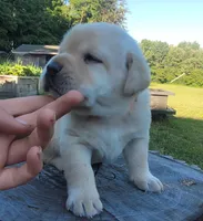 Leo, English Labrador , a male Labrador Retriever for sale in Geneva, NY – 2 of 10
