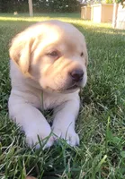 Lexi, English Labrador , a female Labrador Retriever for sale in Geneva, NY – 6 of 10