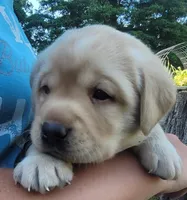 Legend,  English Labrador , a male Labrador Retriever for sale in Geneva, NY – 2 of 10