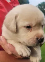MacGyver , a male Labrador Retriever for sale in Geneva, NY – 7 of 10