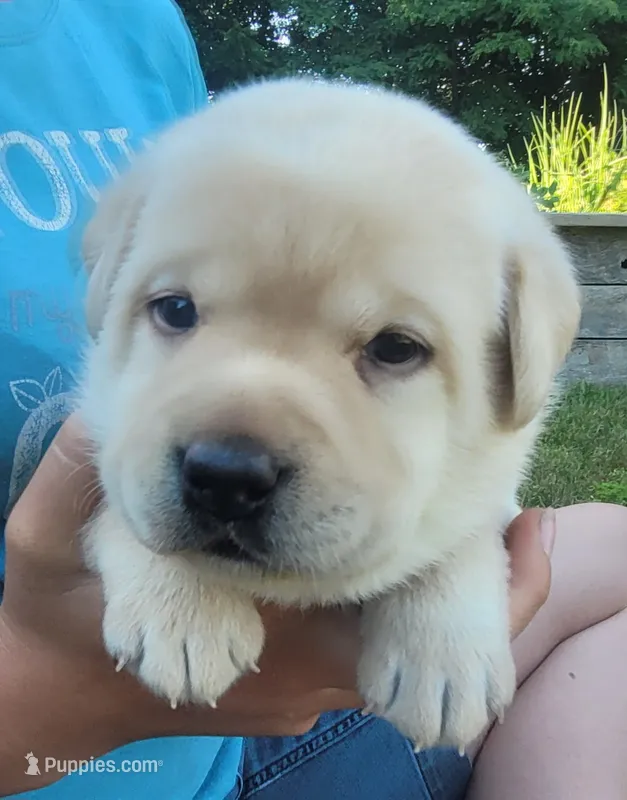 Leo, English Labrador  – Labrador Retriever puppy for sale in Geneva, NY